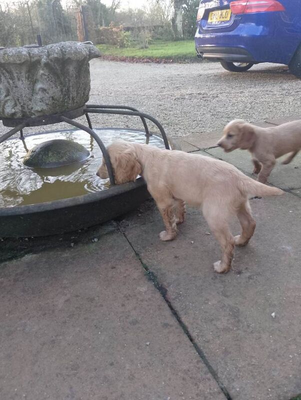 Cocker Spaniel puppies for sale in Dereham, Norfolk – 10 weeks old - Image 3 of 4