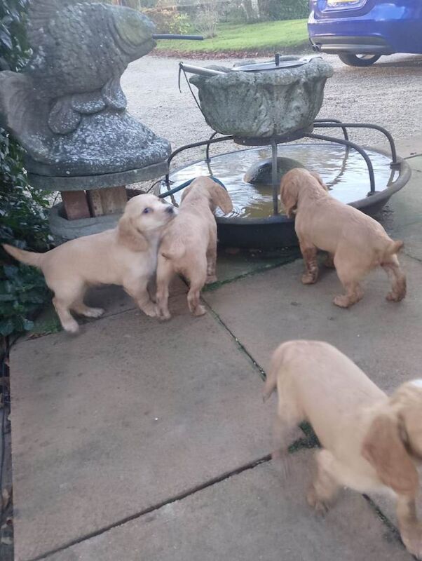 Cocker Spaniel puppies for sale in Dereham, Norfolk – 10 weeks old - Image 4 of 4