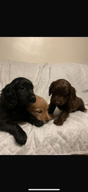 Cocker Spaniel Puppies For Sale Under £1,000
