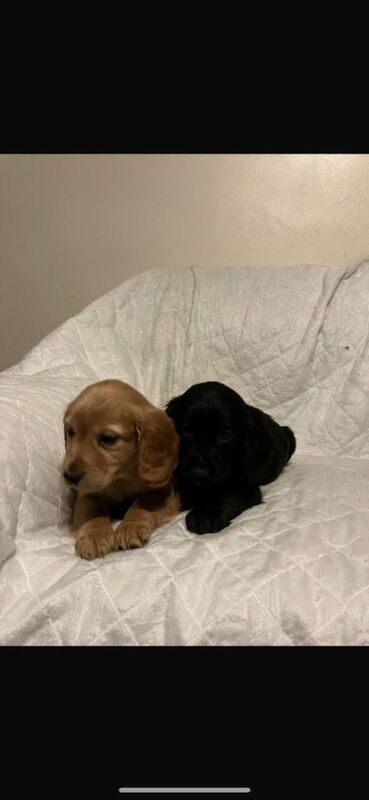 Cocker Spaniel puppies for sale in Dunmurry, County Antrim – 8 weeks old - Image 2 of 6