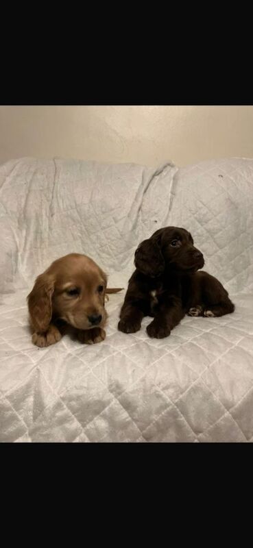Cocker Spaniel puppies for sale in Dunmurry, County Antrim – 8 weeks old - Image 3 of 6