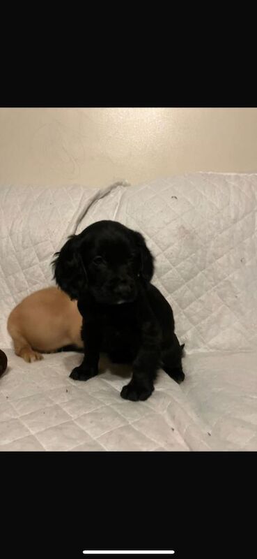 Cocker Spaniel puppies for sale in Dunmurry, County Antrim – 8 weeks old - Image 4 of 6