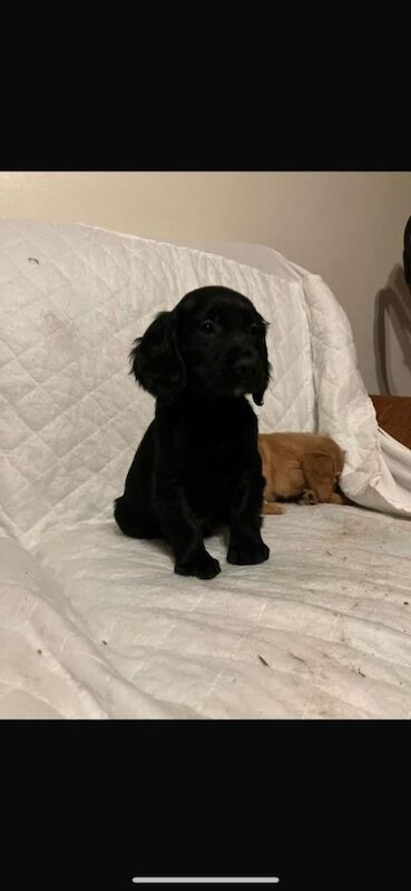 Cocker Spaniel puppies for sale in Dunmurry, County Antrim – 8 weeks old - Image 5 of 6
