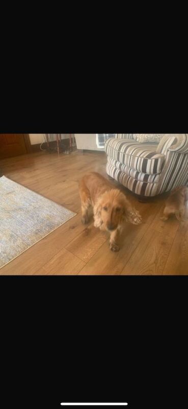 Cocker Spaniel puppies for sale in Dunmurry, County Antrim – 8 weeks old - Image 6 of 6