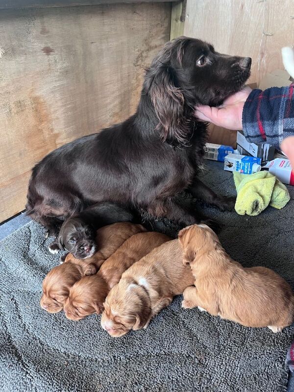 Cocker Spaniel puppies for sale in St Neots, Cambridgeshire – 3 weeks old