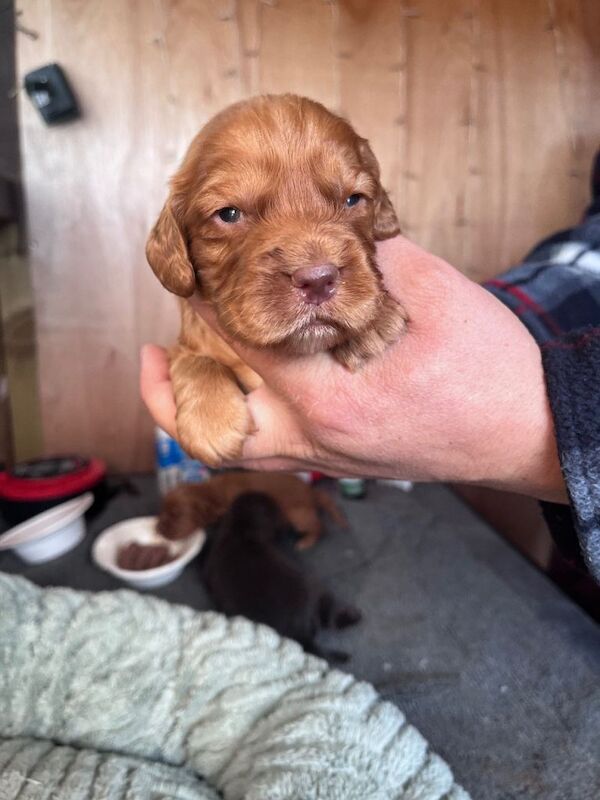 Cocker spaniel pups - Image 2 of 5