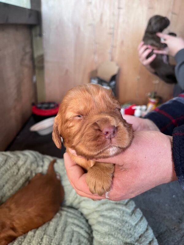 Cocker spaniel pups - Image 3 of 5