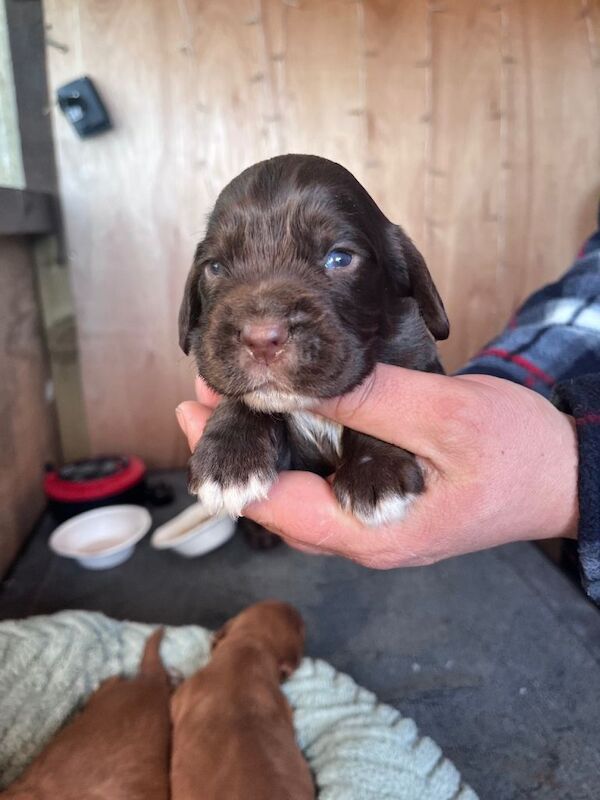 Cocker spaniel pups - Image 4 of 5