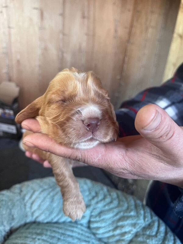 Cocker spaniel pups - Image 5 of 5