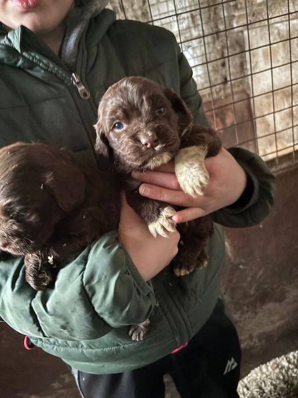 Cocker Spaniel puppies for sale in Rhymney / Rhymni, Gwent – 8 weeks old