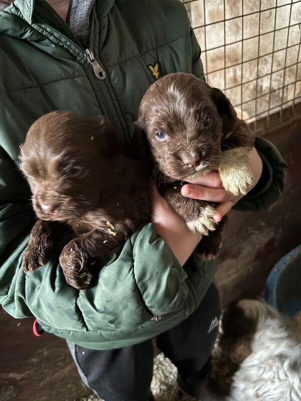 Cocker Spaniel puppies for sale in Rhymney / Rhymni, Gwent – 9 weeks old - Image 2 of 3