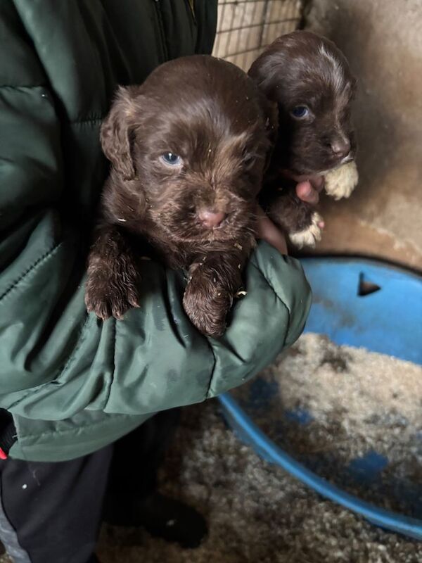 Cocker Spaniel puppies for sale in Rhymney / Rhymni, Gwent – 9 weeks old - Image 3 of 3