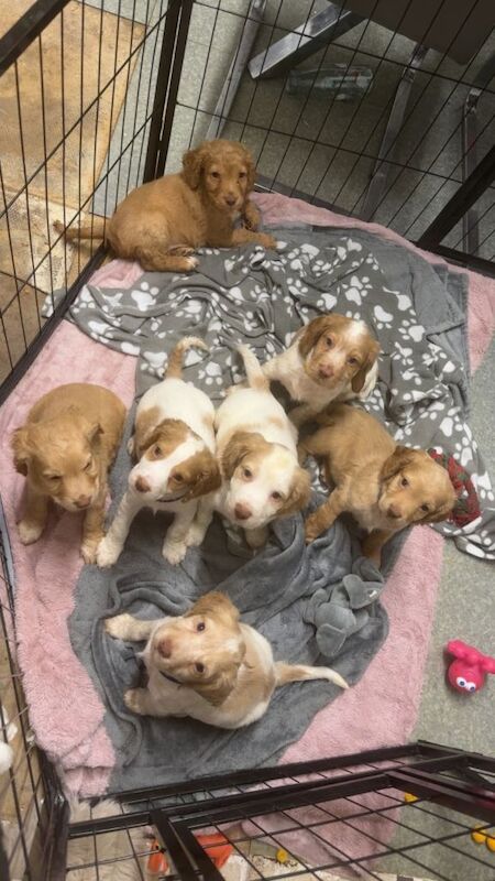 Cocker Spaniel puppies for sale in Morpeth, Northumberland – 6 weeks old