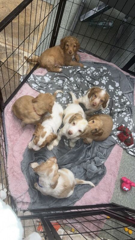 Cocker Spaniel puppies for sale in Morpeth, Northumberland – 7 weeks old - Image 2 of 4