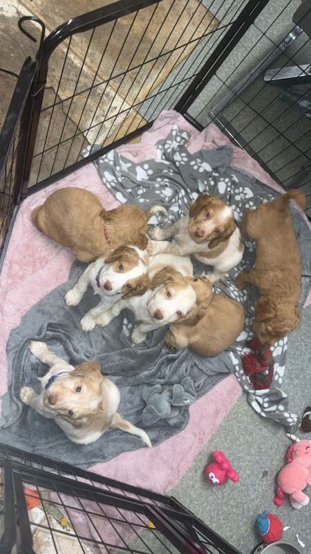 Cocker Spaniel puppies for sale in Morpeth, Northumberland – 7 weeks old - Image 3 of 4