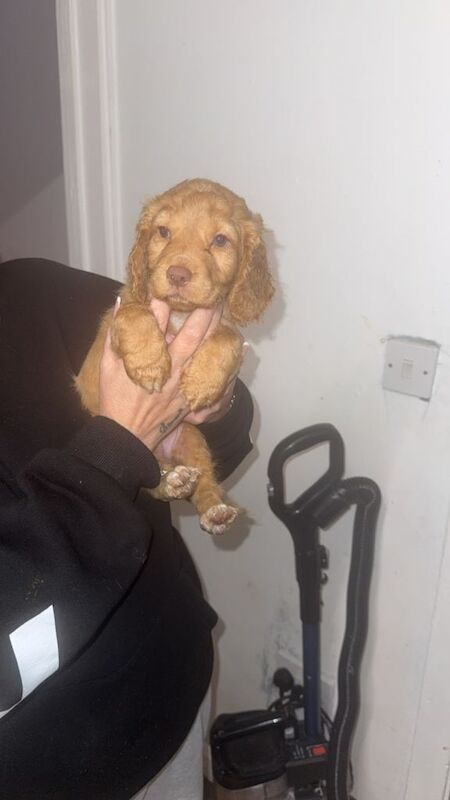 Cocker Spaniel puppies for sale in Morpeth, Northumberland – 7 weeks old - Image 4 of 4