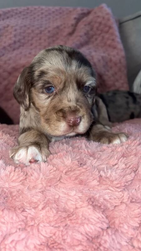 Cocker Spaniel Puppies For Sale