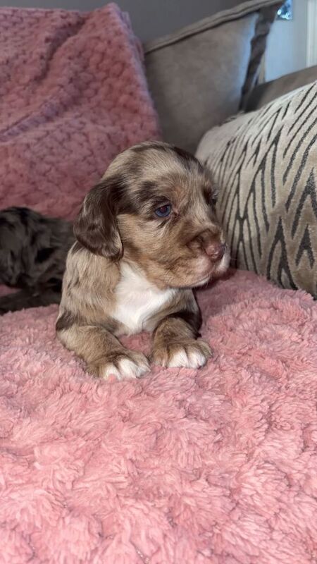 Cocker Spaniel puppies for sale in Ferryhill, Durham – 5 weeks old - Image 2 of 4