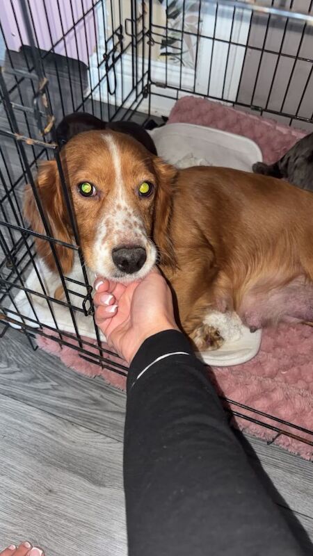 Cocker Spaniel puppies for sale in Ferryhill, Durham – 5 weeks old - Image 3 of 4