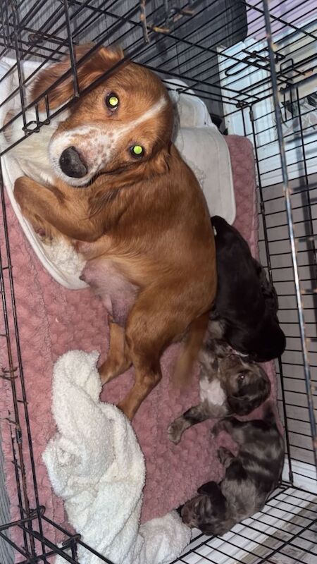 Cocker Spaniel puppies for sale in Ferryhill, Durham – 5 weeks old - Image 4 of 4