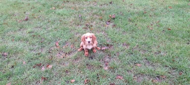Cocker Spaniel puppies for sale in Dereham, Norfolk – 3 months old
