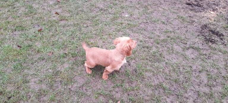 Cocker Spaniel puppies for sale in Dereham, Norfolk – 3 months old - Image 2 of 4