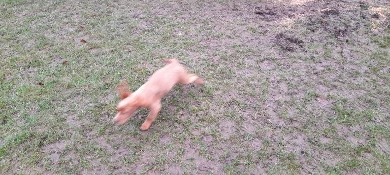 Cocker Spaniel puppies for sale in Dereham, Norfolk – 3 months old - Image 3 of 4