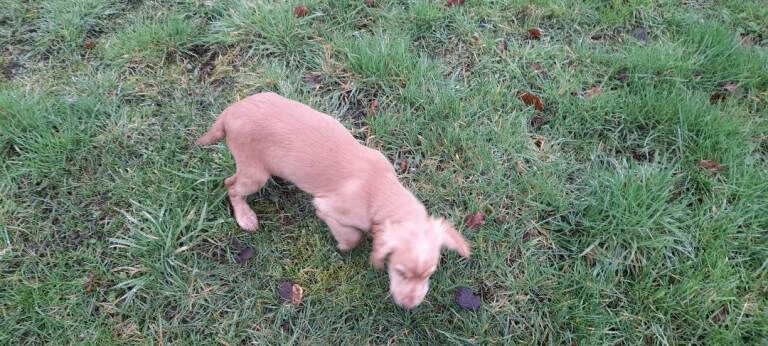 Cocker Spaniel puppies for sale in Dereham, Norfolk – 3 months old - Image 4 of 4