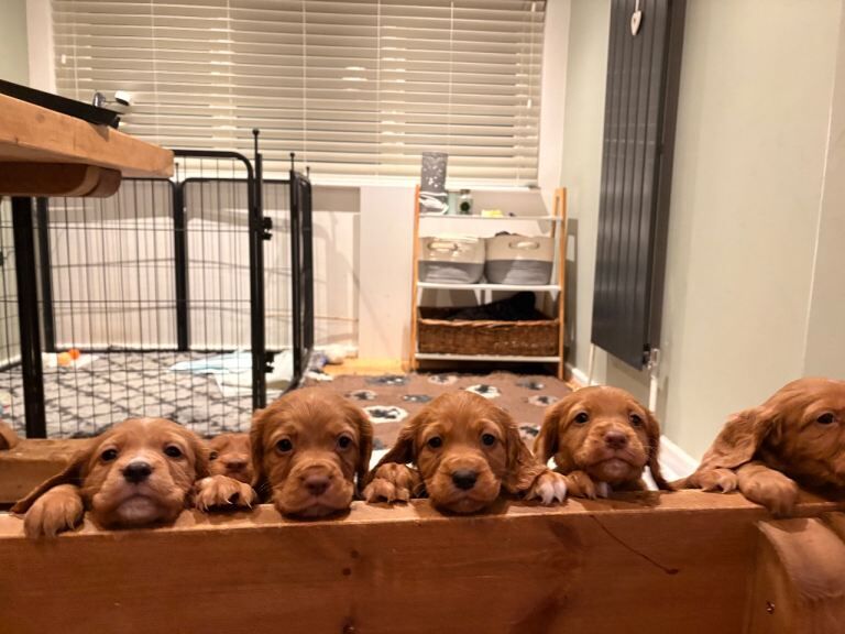 Kennel Club Registered Cocker Spaniel Puppies For Sale