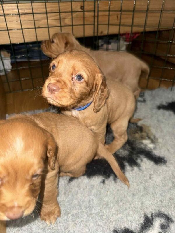 Cocker Spaniel puppies for sale in Meltham, West Yorkshire – KC registered, 6 weeks old - Image 2 of 6