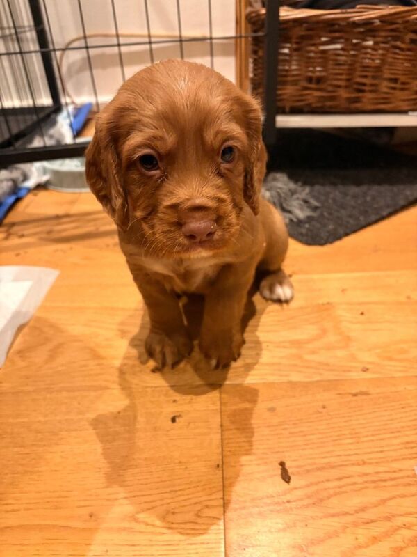 Cocker Spaniel puppies for sale in Meltham, West Yorkshire – KC registered, 6 weeks old - Image 3 of 6