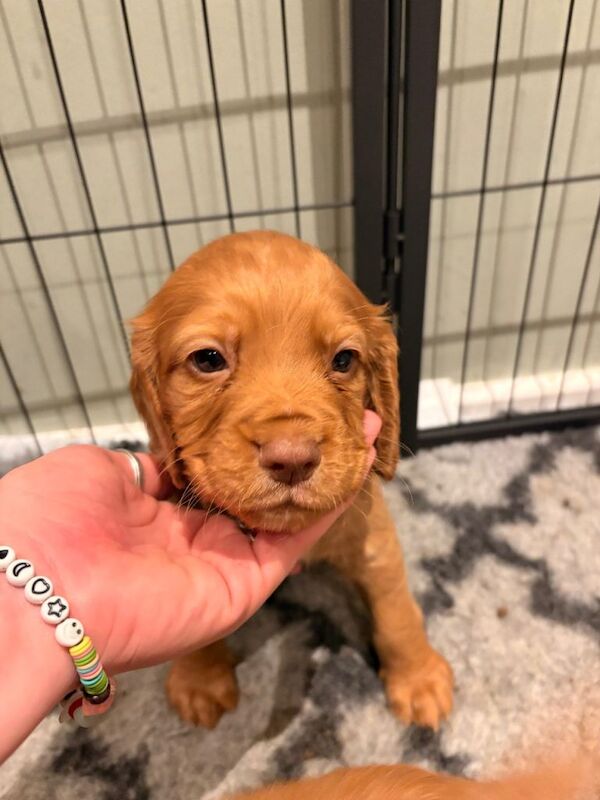 Cocker Spaniel puppies for sale in Meltham, West Yorkshire – KC registered, 6 weeks old - Image 4 of 6
