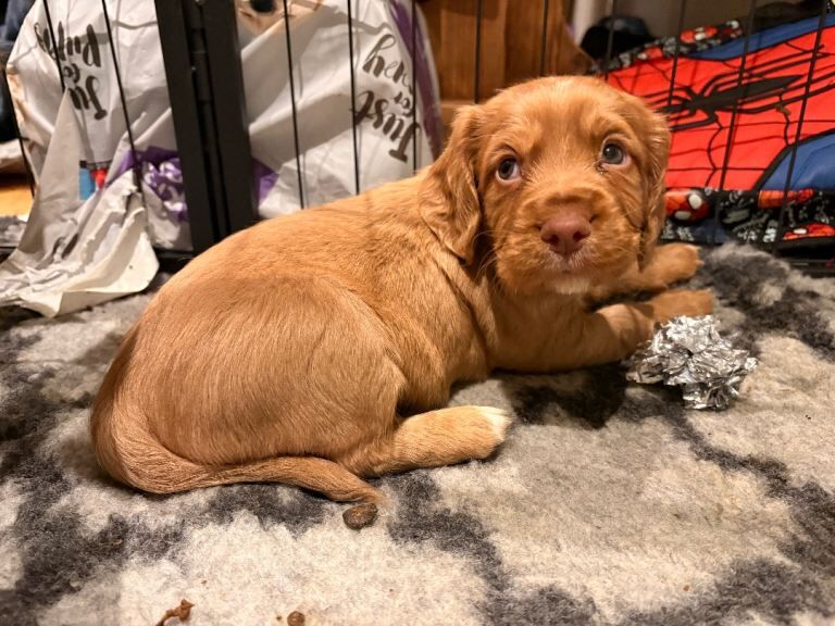 Cocker Spaniel puppies for sale in Meltham, West Yorkshire – KC registered, 6 weeks old - Image 5 of 6