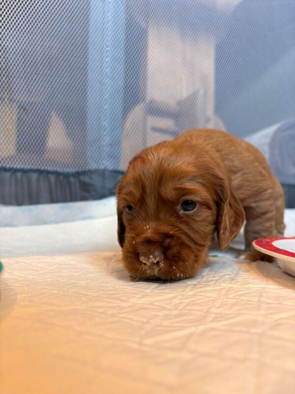 Cocker Spaniel puppies for sale in Meltham, West Yorkshire – KC registered, 6 weeks old - Image 6 of 6