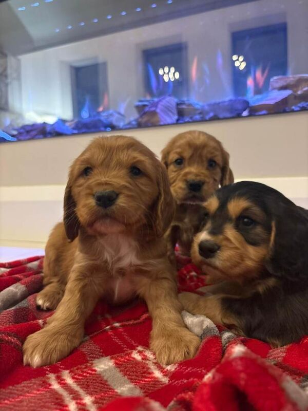 Cocker Spaniel pups - Image 2 of 4
