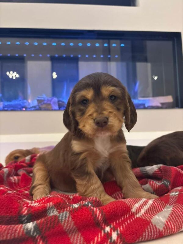Cocker Spaniel pups - Image 3 of 4