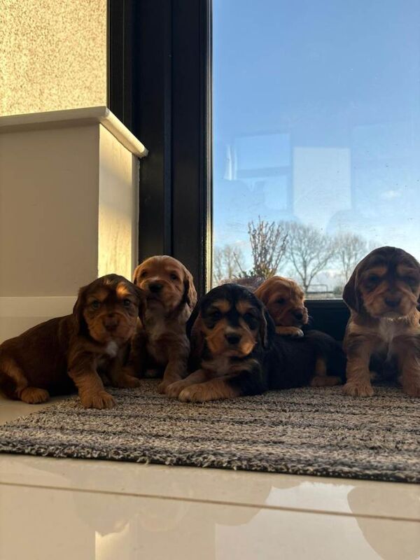 Cocker Spaniel pups - Image 4 of 4