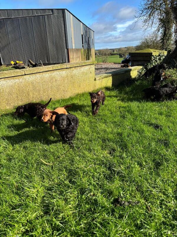 Cocker Spaniel puppies for sale in Comber, County Down – 8 weeks old