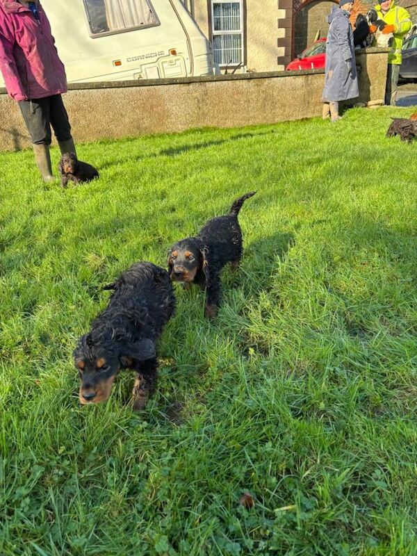 Cocker Spaniel puppies for sale in Comber, County Down – 9 weeks old - Image 2 of 4