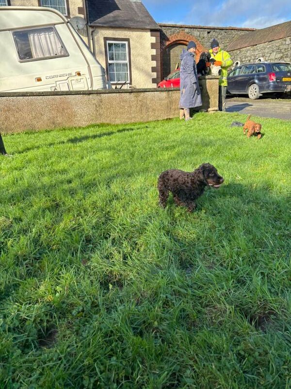 Cocker Spaniel puppies for sale in Comber, County Down – 9 weeks old - Image 3 of 4