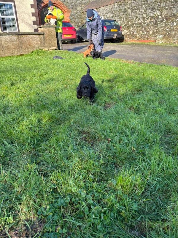 Cocker Spaniel puppies for sale in Comber, County Down – 9 weeks old - Image 4 of 4
