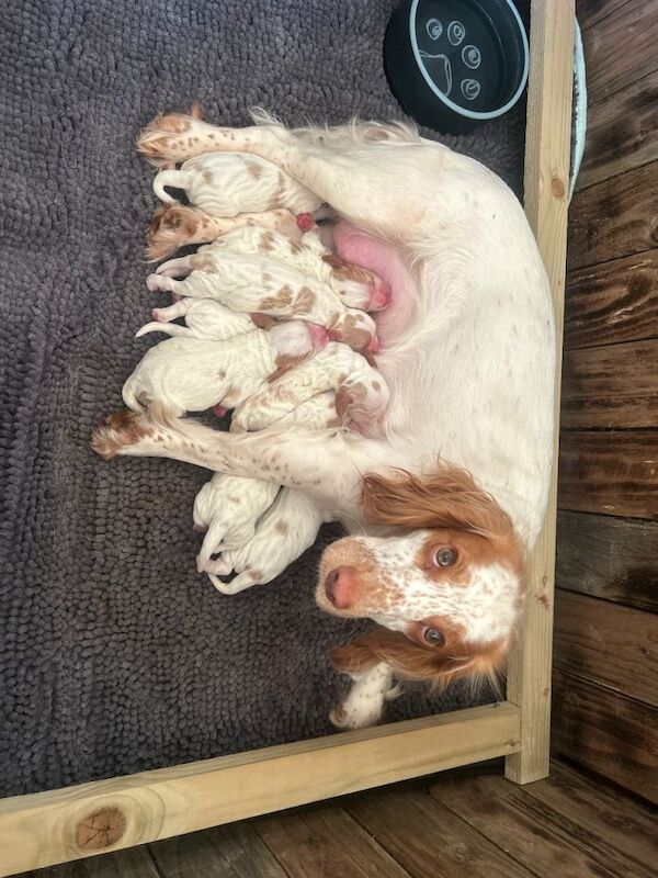 Cocker Spaniel pups - Image 2 of 3