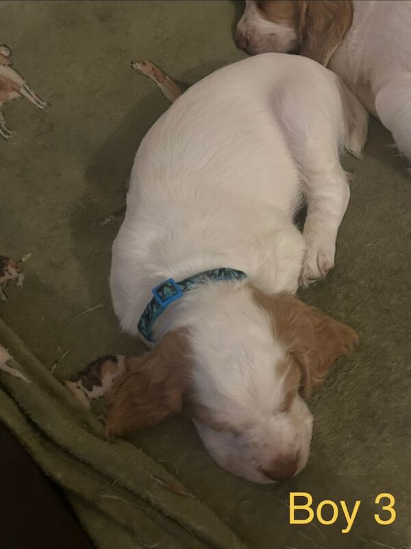 Cocker Spaniel pups - Image 3 of 3