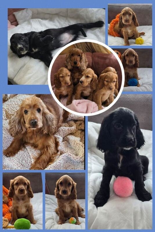 Cocker spaniel pups