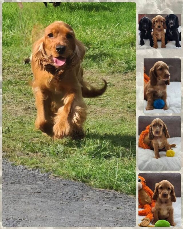 Cocker spaniel pups - Image 2 of 2