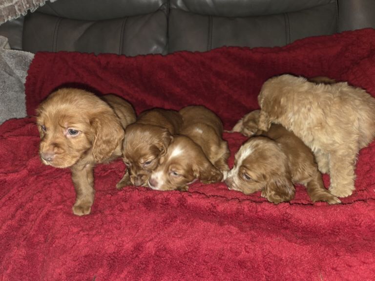 Cocker Spaniel Pups - Image 2 of 4