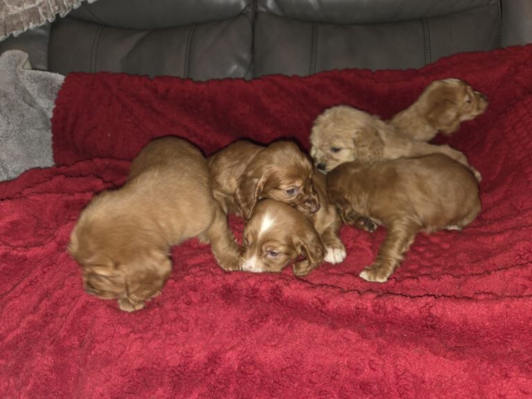 Cocker Spaniel Pups - Image 3 of 4