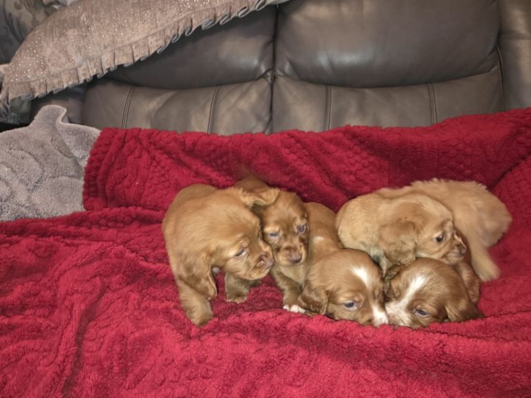 Cocker Spaniel Pups - Image 4 of 4