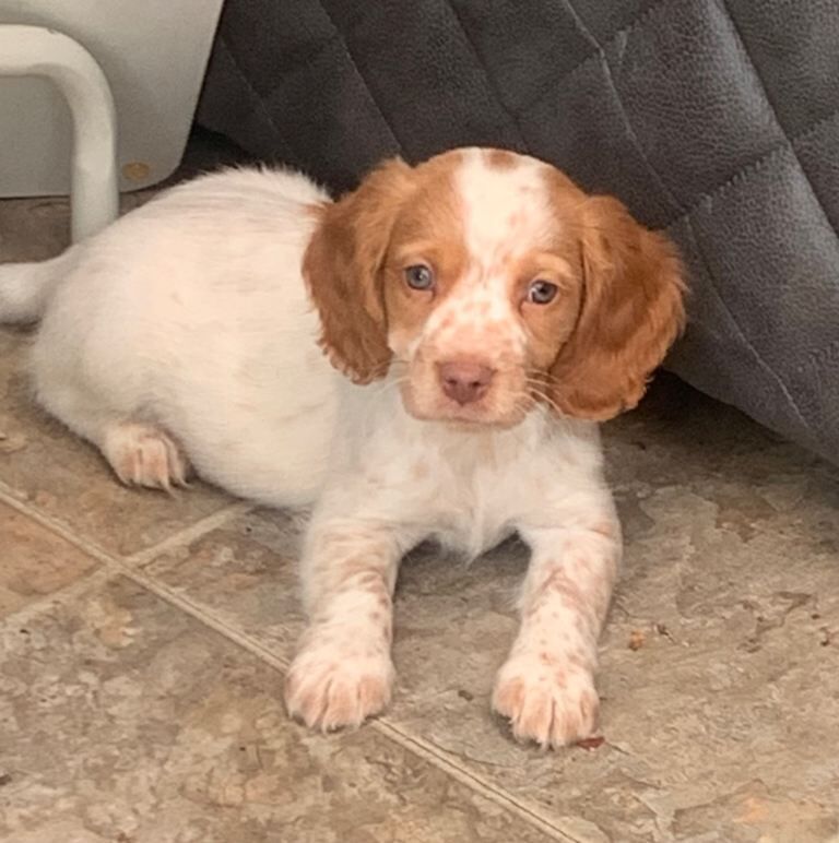 Cocker Spaniel Puppies For Sale Under £1,000
