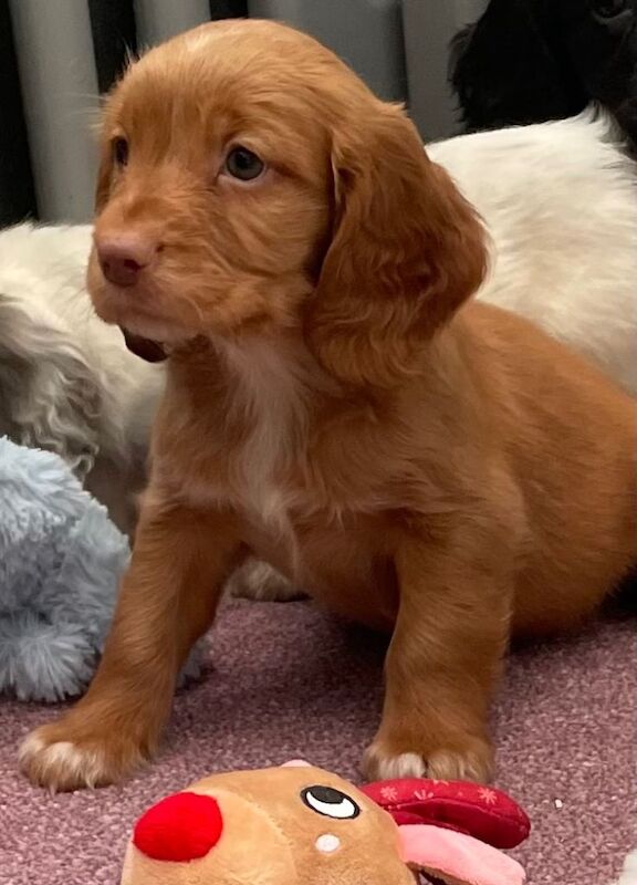 Cocker spaniel pups - Image 3 of 3